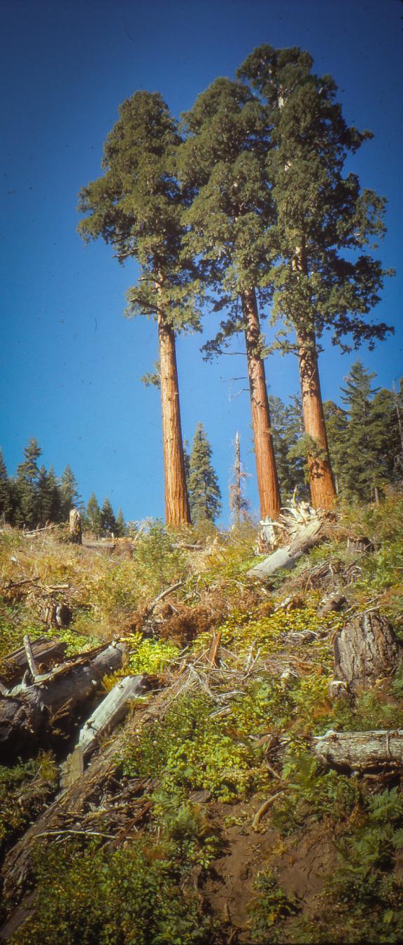 The Three Sisters. Three Giant Sequoias in a brush field after logging.
