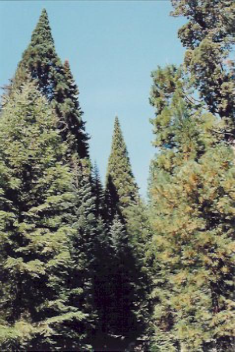 Young Sequoia Trees