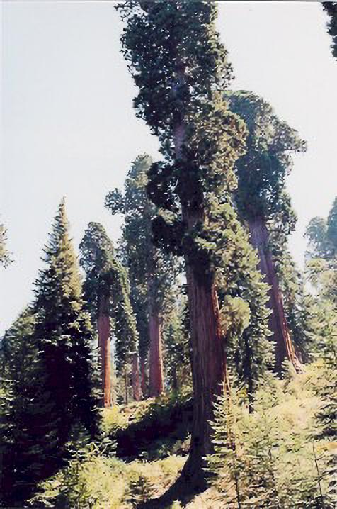 Sequoias in a timbered area of privately owned land