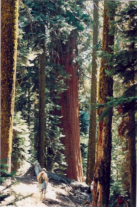 Cynthia dwarfed by giant Sequoias on the trail.