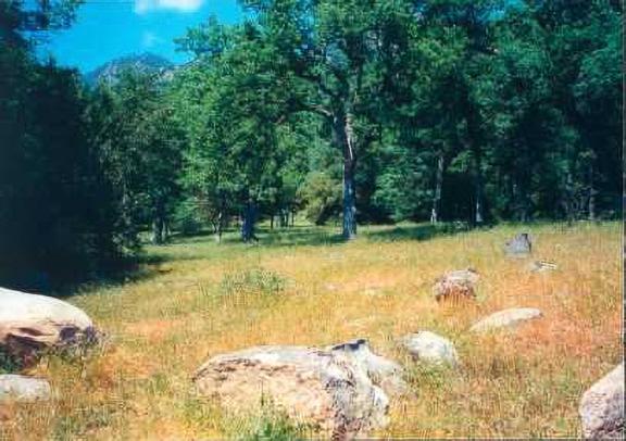Oak Grasslands in Black Mountain Proposed Wilderness