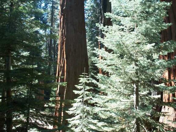 Ancient Sequoias