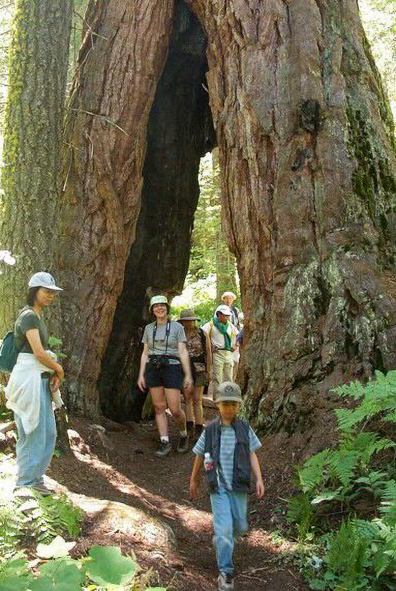 Hiker walk through Wishbone Tree - Slate Mountain Roadless Area