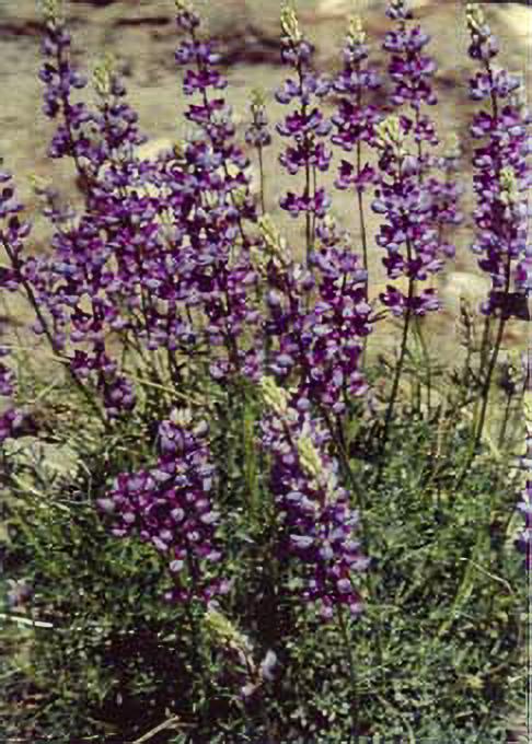Lupine in the Rincon proposed wilderness.