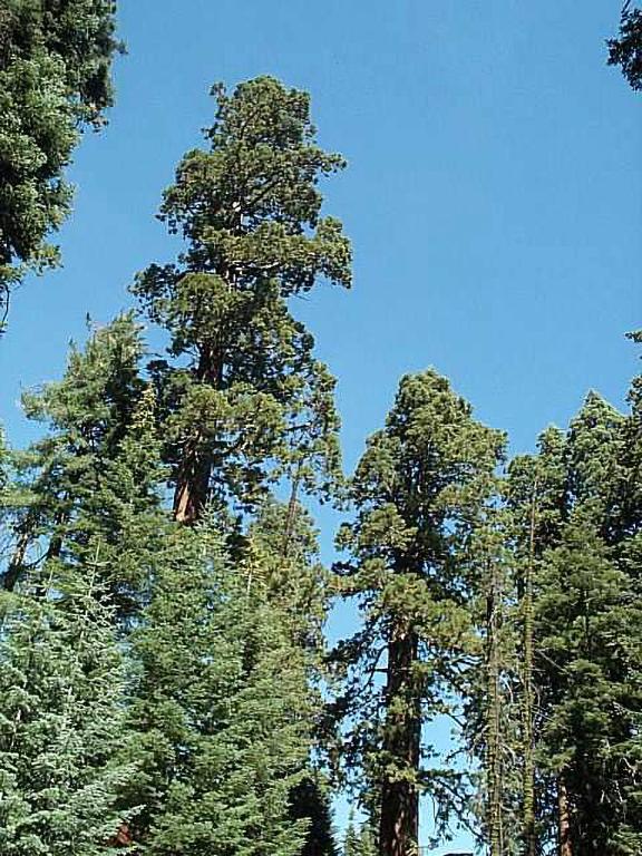 Sequoia Dome tops