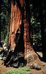 Sequoia Tree with fire scar.