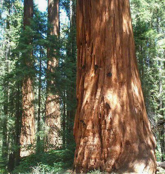 Giant Sequoias on the Camp Nelson Trail of Slate Mountain Proposed Wilderness
