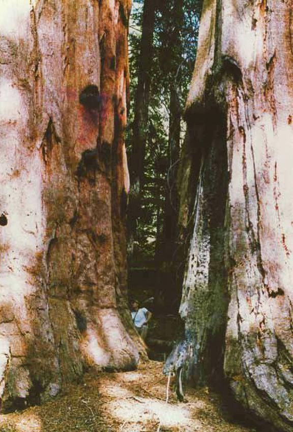 Giant Sequoias Dwarf Man - Slate Mountain