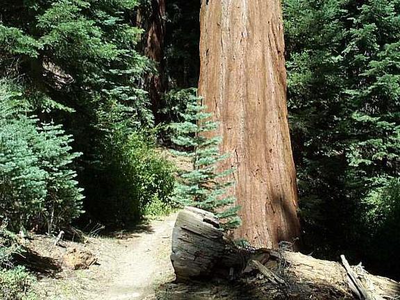 Trail by Giant Sequoia